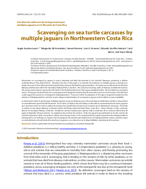 (PDF) Scavenging on sea turtle carcasses by multiple jaguars in ...