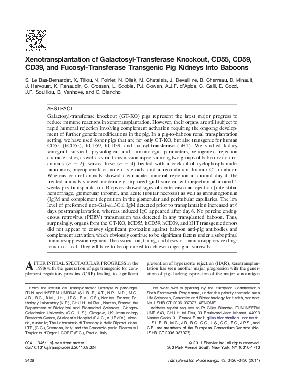 Pig xenotransplantation picture