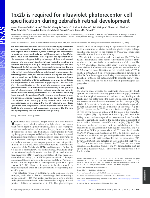 (PDF) Tbx2b is required for ultraviolet photoreceptor cell ...
