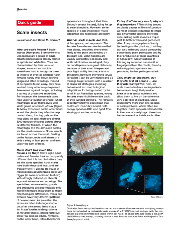 (PDF) Scale insects