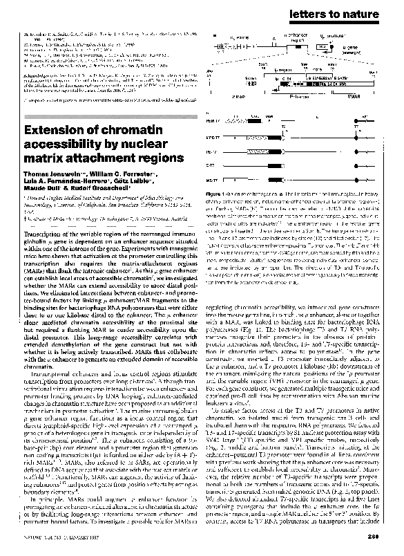 (PDF) Extension of chromatin accessibility by nuclear matrix attachment ...