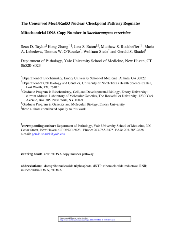 Mitochondrial dna transcription image