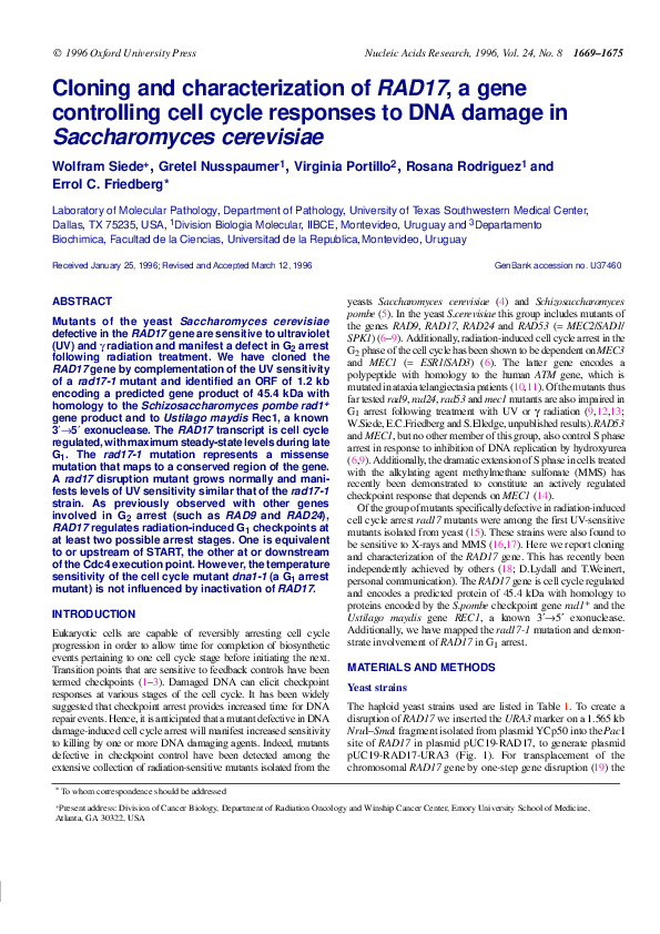 Cloning and Characterization of RAD17, a Gene Controlling Cell Cycle ...