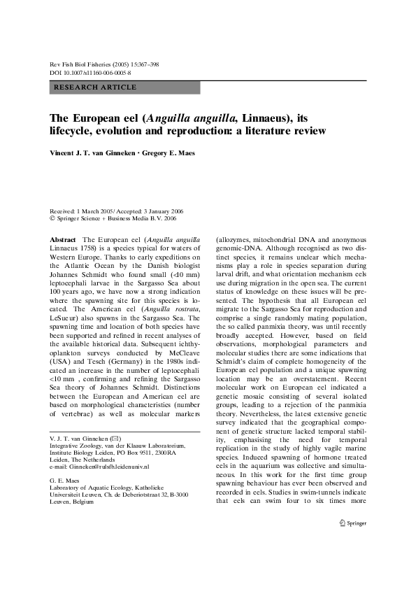 Anguilla anguilla reproduction image