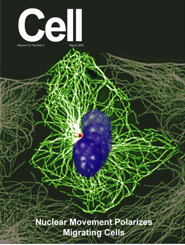 (PDF) Nuclear Movement Regulated by Cdc42, MRCK, Myosin, and Actin Flow ...