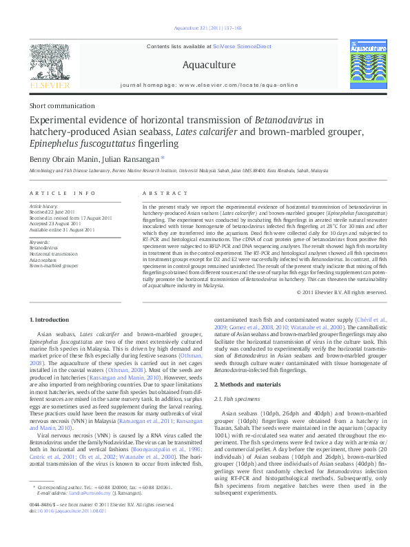 Asian seabass essay image