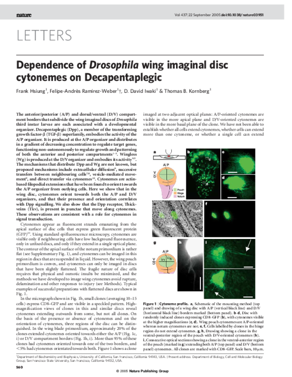 (PDF) Dependence of Drosophila wing imaginal disc cytonemes on ...