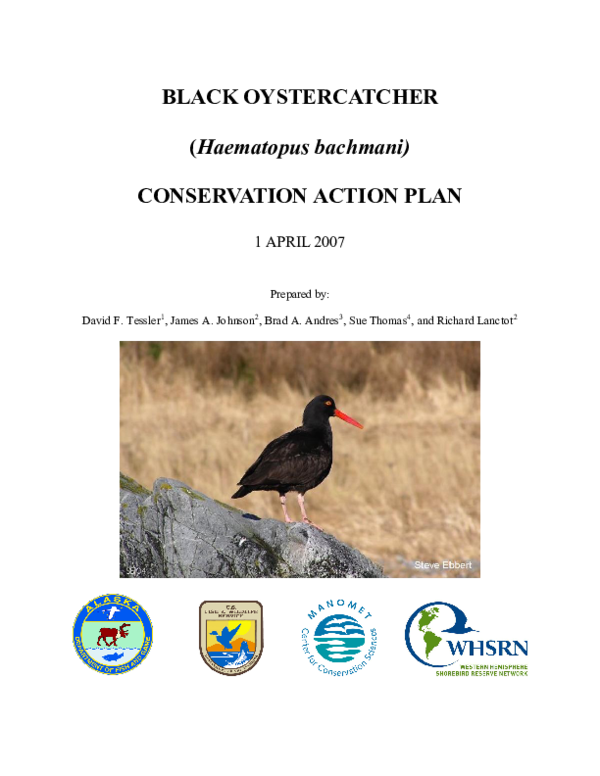 Black oystercatcher essay 08 picture