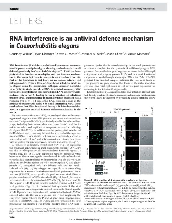 (PDF) RNA interference is an antiviral defence mechanism in ...