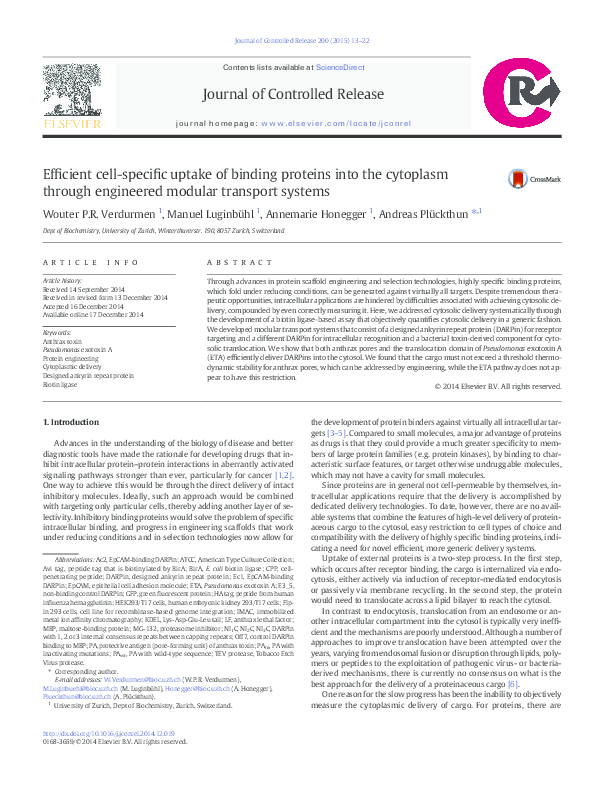 Efficient cell-specific uptake of binding proteins into the cytoplasm ...