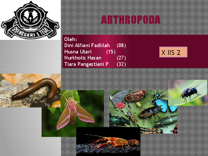 (PPT) PPT Arthropoda.pptx