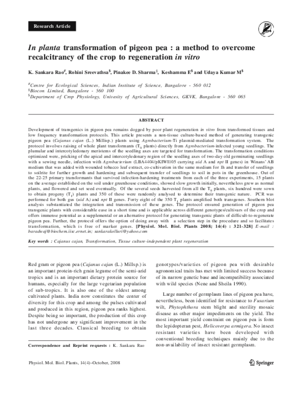 Pigeon pea uses picture