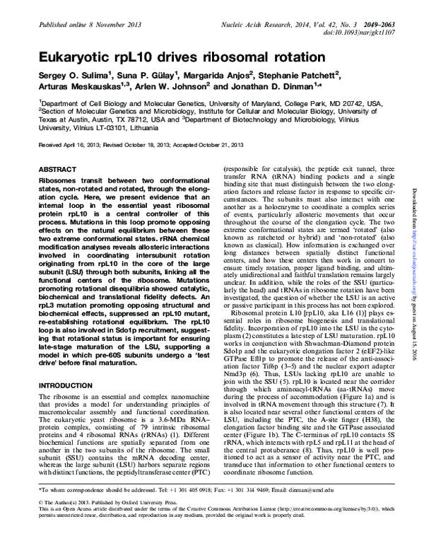 (PDF) Eukaryotic rpL10 drives ribosomal rotation