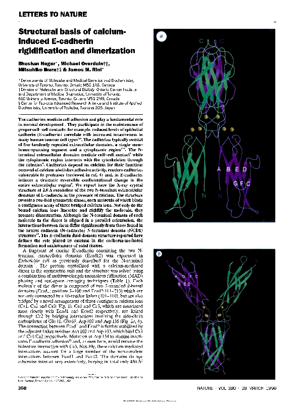 (PDF) Structural basis of calcium-induced E-cadherin rigidification and ...