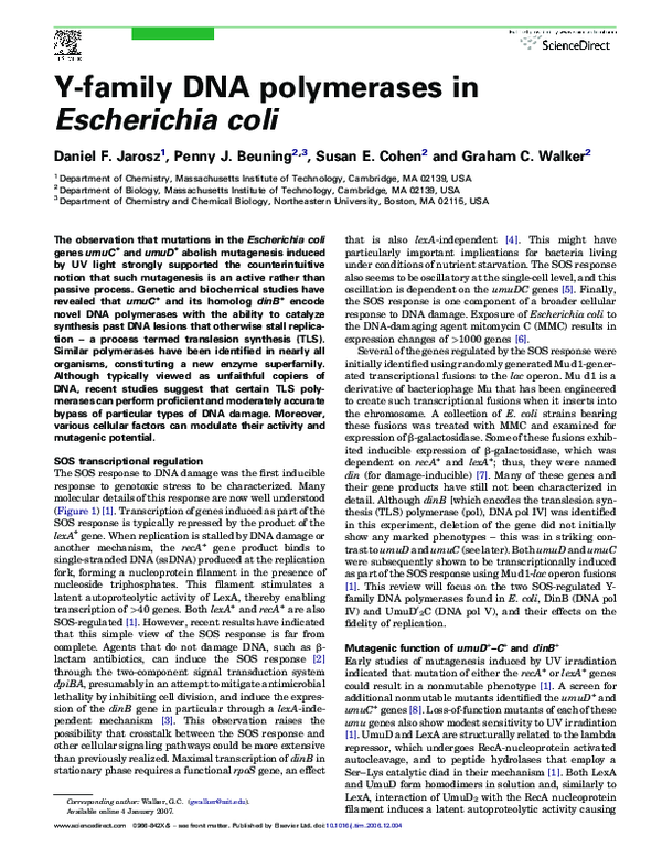 (PDF) Y-family DNA polymerases in Escherichia coli
