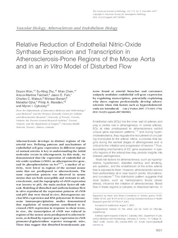 (PDF) Relative Reduction of Endothelial NitricOxide Synthase