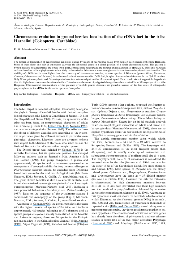 (PDF) Chromosome evolution in ground beetles: localization of the rDNA ...