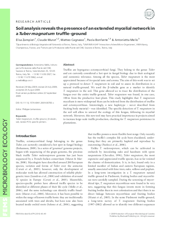 Is a truffle a mushroom picture