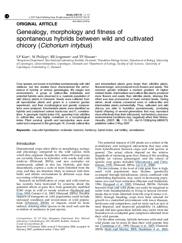 Chicory essay picture