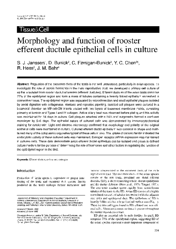 (PDF) Morphology and function of rooster efferent ductule epithelial ...