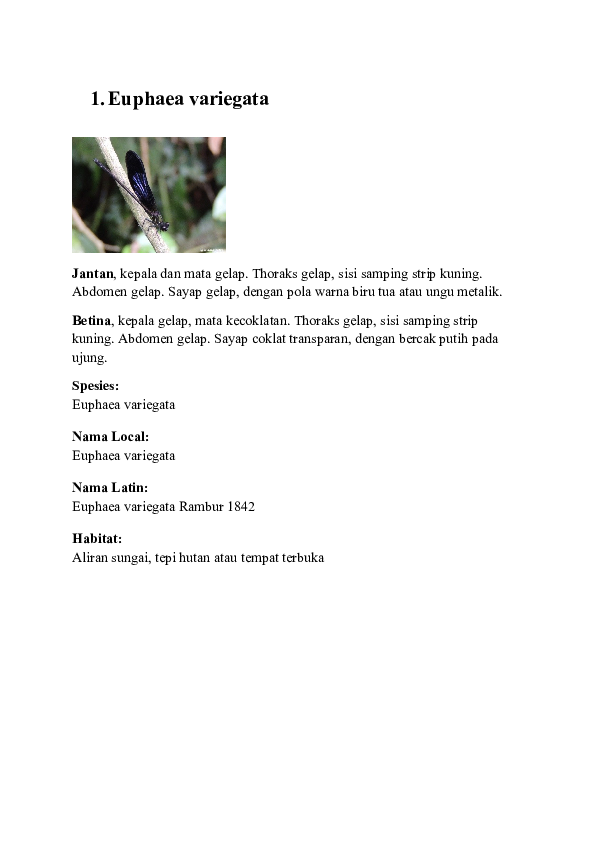 500+ Gambar Capung Hitam Putih HD Paling Baru 500+ Gambar Capung Hitam Putih HD Paling Baru