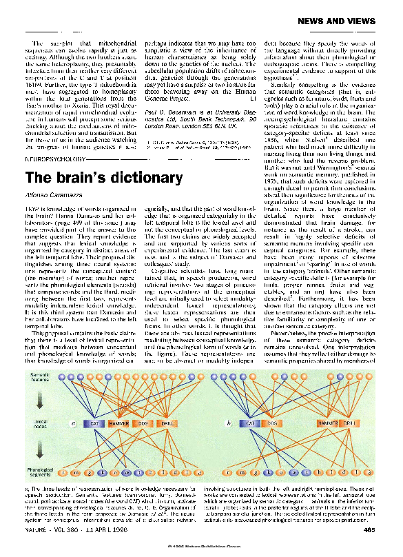 (PDF) The brain's dictionary