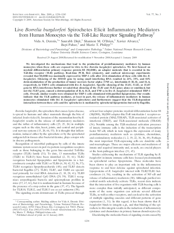 Borrelia burgdorferi essay 08 image
