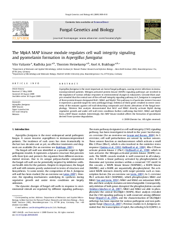 (PDF) The MpkA MAP kinase module regulates cell wall integrity ...