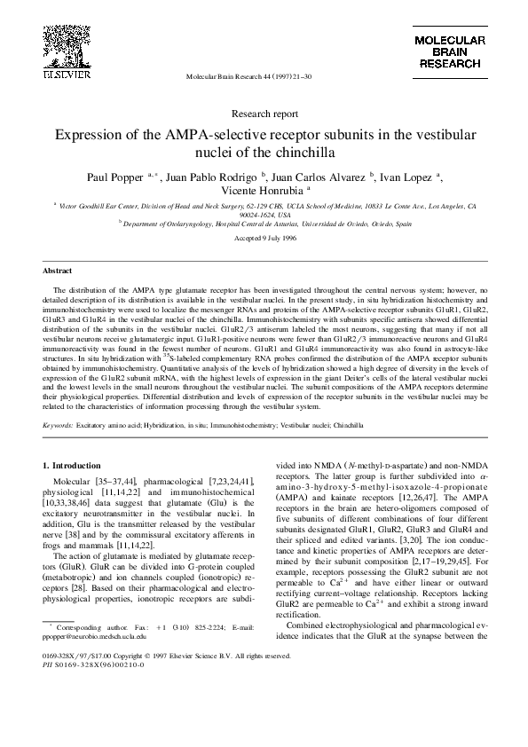 Chinchilla price picture