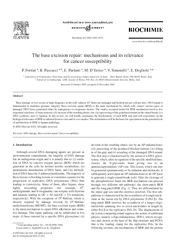 (PDF) The base excision repair: mechanisms and its relevance for cancer ...