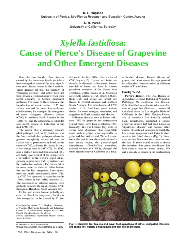 Alexander disease stages picture