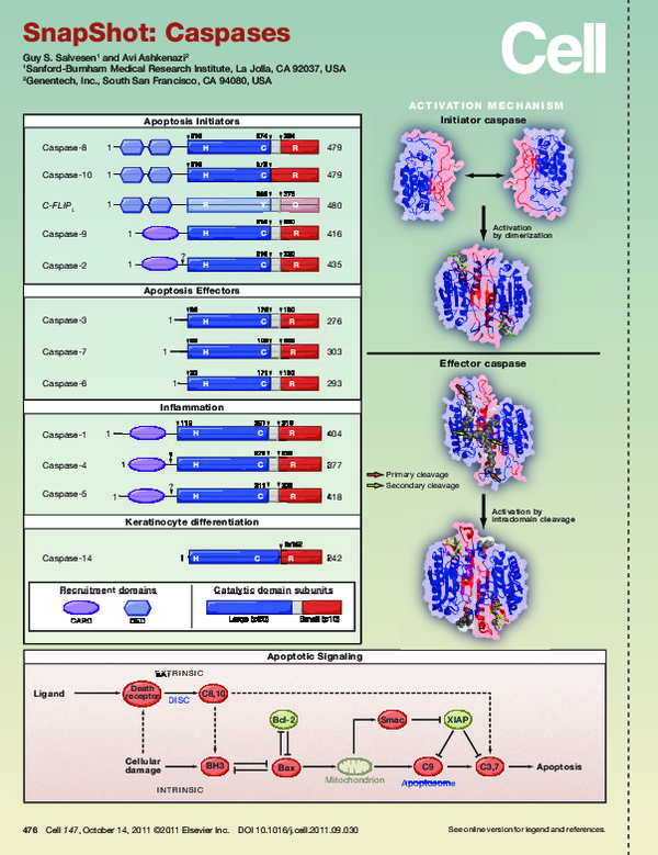 (PDF) SnapShot: Caspases