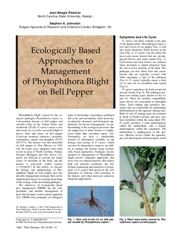 Bridgeton management essay 02 picture