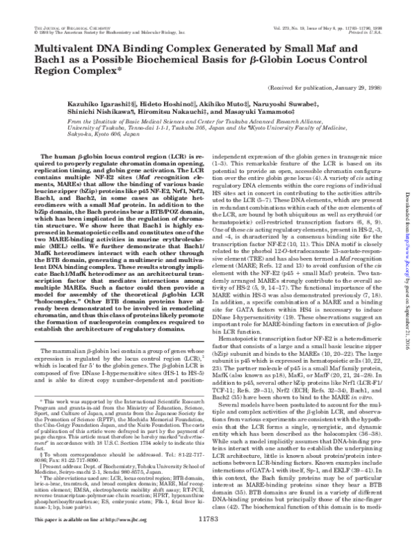 (PDF) Multivalent DNA Binding Complex Generated by Small Maf and Bach1 ...
