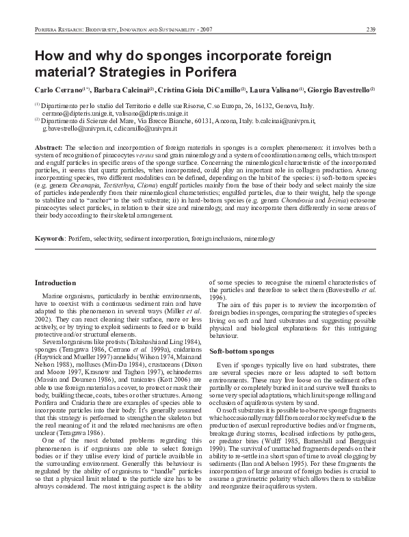 (PDF) How and why do sponges incorporate foreign material? Strategies ...