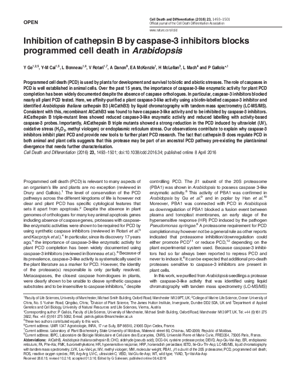 (PDF) Inhibition of cathepsin B by caspase-3 inhibitors blocks ...