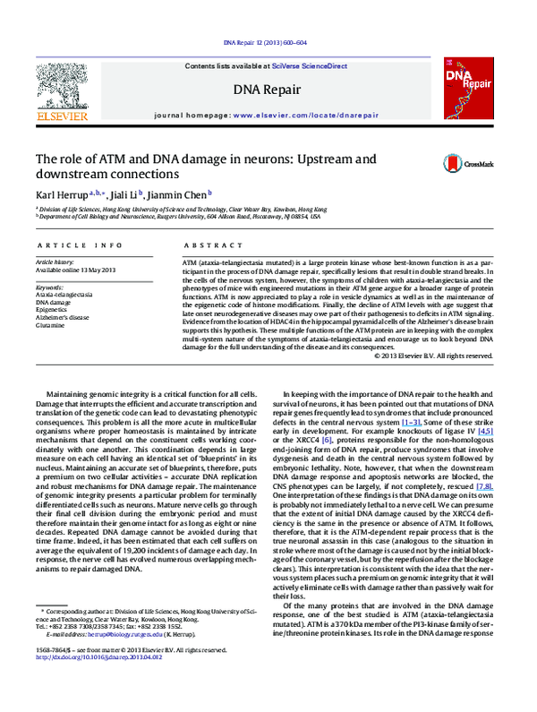 (PDF) The role of ATM and DNA damage in neurons: Upstream and ...