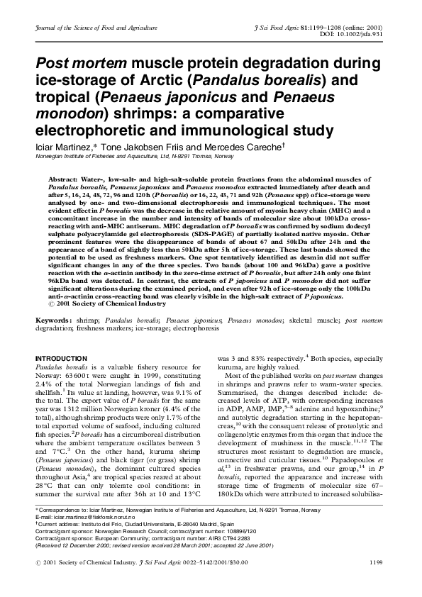 (PDF) Post mortem muscle protein degradation during ice-storage of ...
