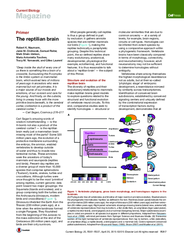 (PDF) The reptilian brain