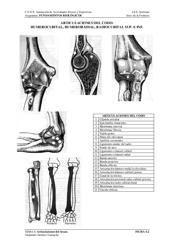 (PDF) ARTICULACIONES DEL CODO