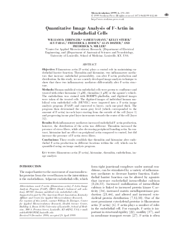 Function of artery endothelial cells picture