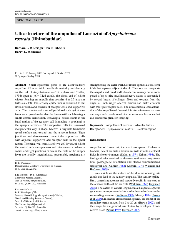 (PDF) Ultrastructure of the ampullae of Lorenzini of Aptychotrema
