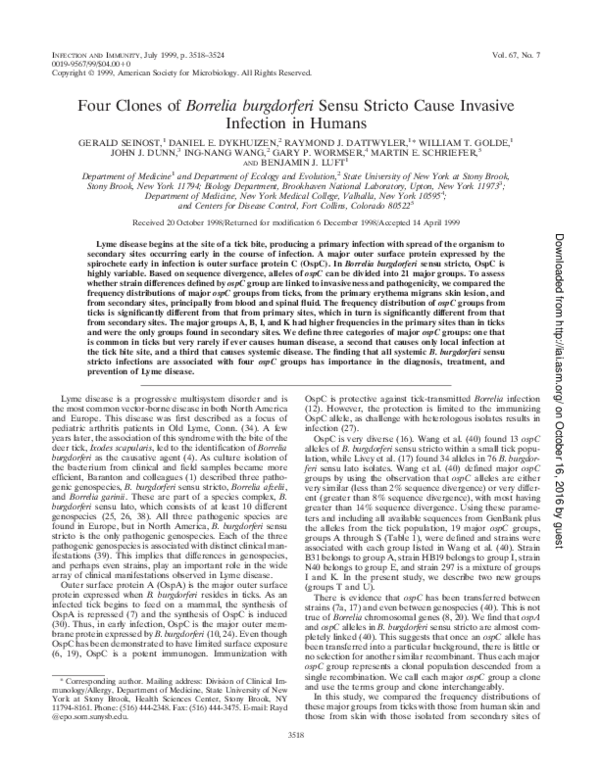 Borrelia burgdorferi gram stain image