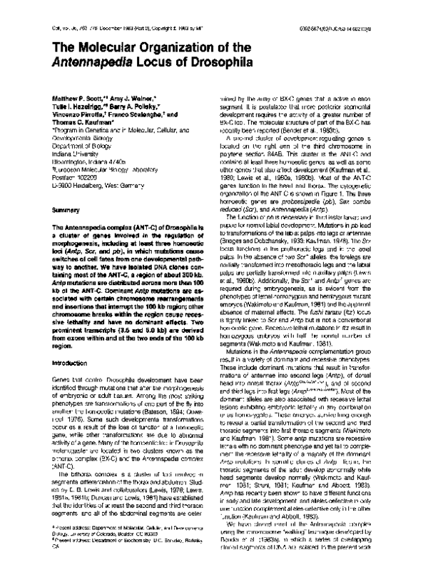 (PDF) The molecular organization of the Antennapedia locus of drosophila