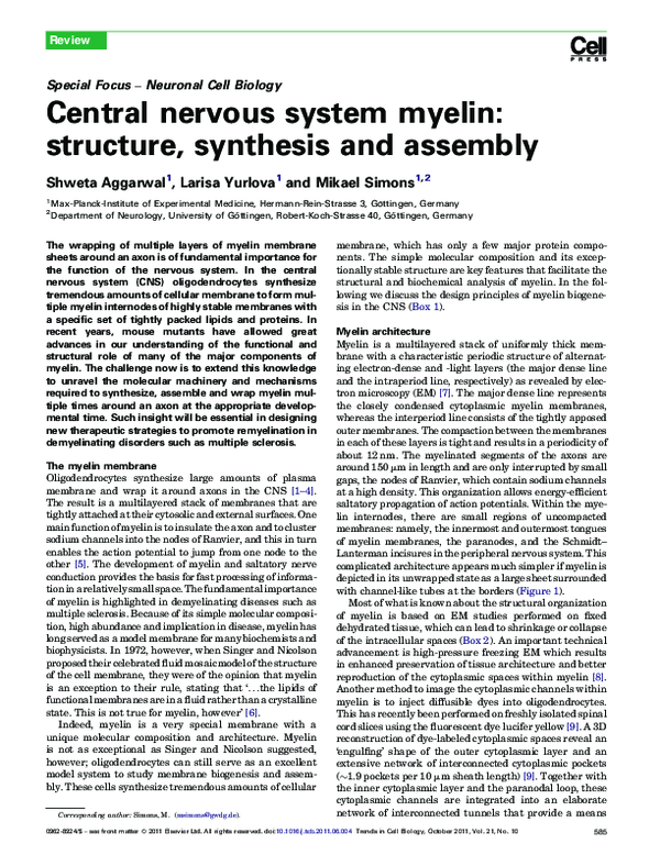 (PDF) Central nervous system myelin structure, synthesis and assembly