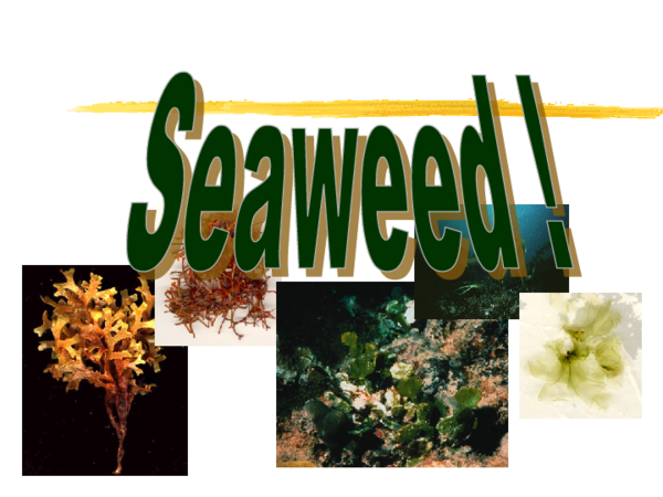 ppt-seaweed-maha-hussain-academia-edu