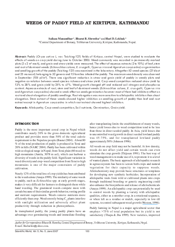 Weedy paddy essay 08 picture