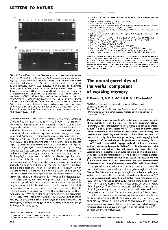 (PDF) The neural correlates of the verbal component of working memory