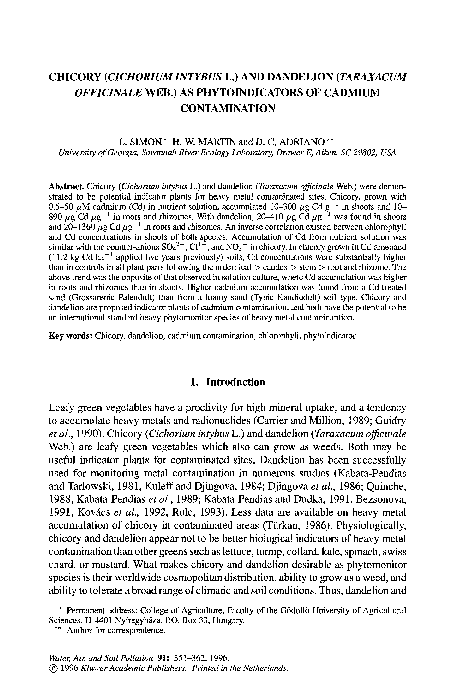 What is chicory coffee image