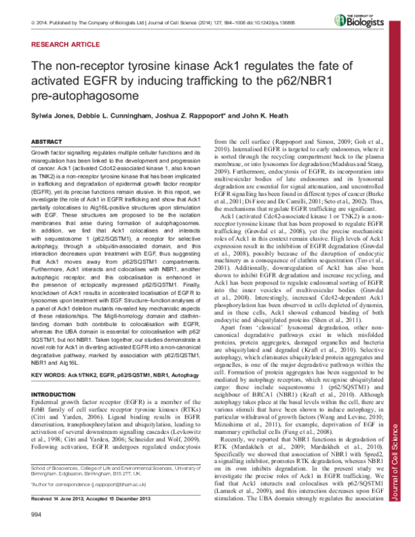 (PDF) The non-receptor tyrosine kinase Ack1 regulates the fate of ...